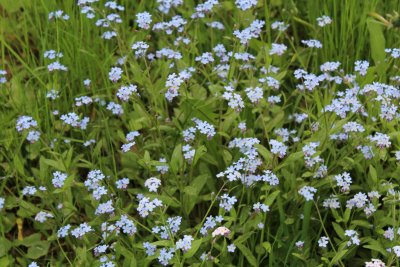 Myosotis - poměnky - dolní park